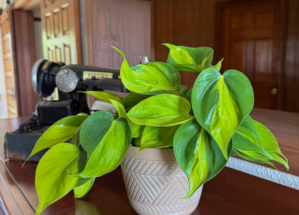 Philodendron Brasil Hanging Basket (Philodendron Hederaceum 'Brasil') - 6 Inch Indoor Houseplant