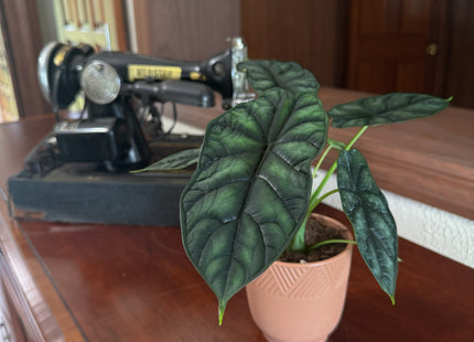 Alocasia Dragon Scale (Alocasia Baginda 'Dragon Scale') - 4 Inch Indoor Houseplant