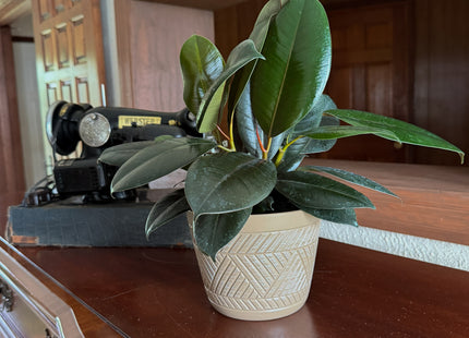 Burgundy Rubber Plant (Ficus Elastica 'Burgundy') - 6 Inch Indoor Houseplant