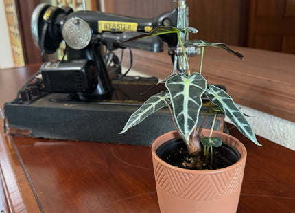 Alocasia Bambino (Alocasia Amazonica 'Bambino') - 4 Inch Indoor Houseplant