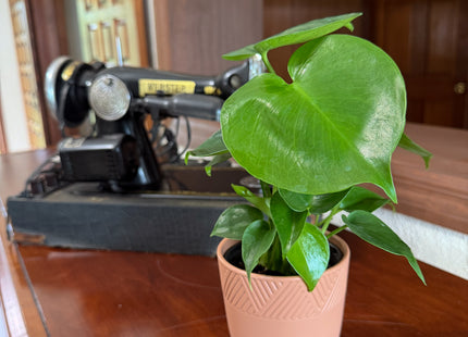 Monstera Deliciosa - 4 Inch Indoor Houseplant