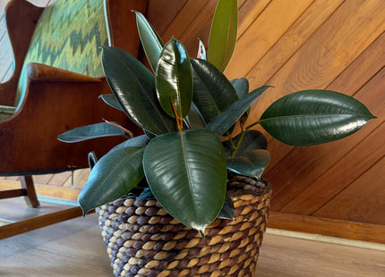 Burgundy Rubber Plant (Ficus Elastica 'Burgundy') - 8 Inch Indoor Houseplant