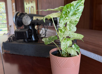 Alocasia Blizzard (Alocasia Odora 'Batik Blizzard') - 4 Inch Indoor Houseplant