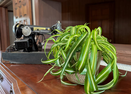Spider Curly (Chlorophytum Comosum 'Bonnie') - 6 Inch Indoor Houseplant