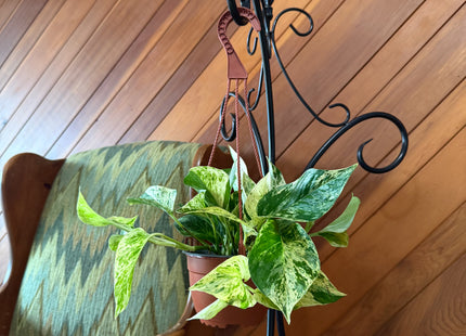 Pothos Marble Queen Hanging Basket (Epipremnum Aureum 'Marble Queen') - 6 Inch Indoor Houseplant