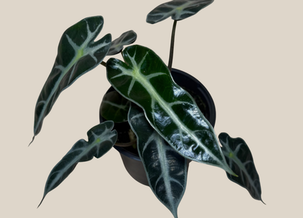 Alocasia Bambino (Alocasia Amazonica 'Bambino') - 4 Inch Indoor Houseplant