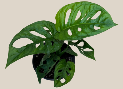 Swiss Cheese Plant (Monstera Adansonii 'Wide Form') - 4 Inch Indoor Houseplant