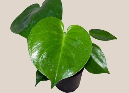 Monstera Deliciosa - 4 Inch Indoor Houseplant