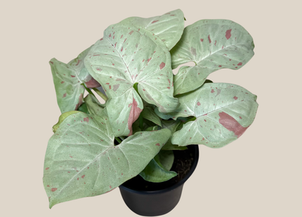 Syngonium Milk Confetti (Syngonium Podophyllum 'Milk Confetti') - 4 Inch Indoor Houseplant