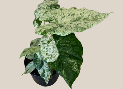 Alocasia Blizzard (Alocasia Odora 'Batik Blizzard') - 6 Inch Indoor Houseplant