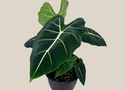 Alocasia Frydek (Alocasia Micholitziana 'Frydek') - 6 Inch Indoor Houseplant