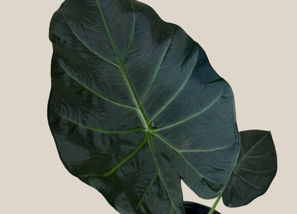 Alocasia Regal Shield (Alocasia Odora x Alocasia Reginula) - 6 Inch Indoor Houseplant