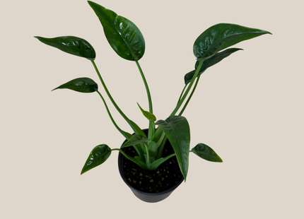 Alocasia Tiny Dancer (Alocasia Brisbanensis x Alocasia Odora 'Tiny Dancer') - 6 Inch Indoor Houseplant