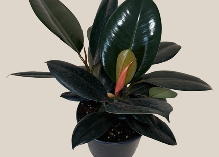 Burgundy Rubber Plant (Ficus Elastica 'Burgundy') - 6 Inch Indoor Houseplant