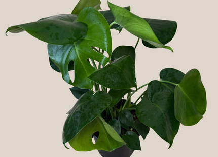 Monstera Deliciosa - 6 Inch Indoor Houseplant