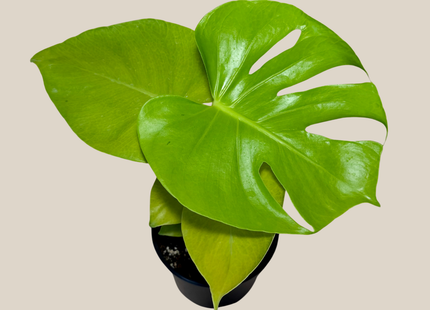 Monstera Super Golden (Monstera Deliciosa 'Aurea') - 6 Inch Indoor Houseplant