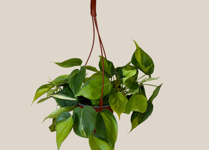 Philodendron Brasil Hanging Basket (Philodendron Hederaceum 'Brasil') - 6 Inch Indoor Houseplant