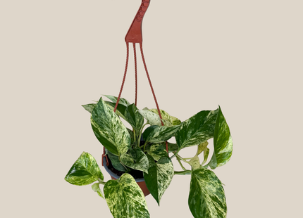 Pothos Marble Queen Hanging Basket (Epipremnum Aureum 'Marble Queen') - 6 Inch Indoor Houseplant