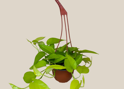 Pothos Neon Hanging Basket (Epipremnum Aureum 'Neon') - 6 Inch Indoor Houseplant