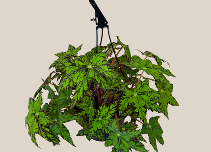 Begonia Geometry Hanging Basket (Begonia Rex-Cultorum 'Geometry') - 8 Inch Indoor Houseplant