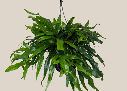 Kangaroo Paw Footed Fern Hanging Basket (Microsorum Diversifolium) - 8 Inch Indoor Houseplant