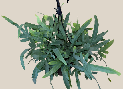 Blue Star Footed Fern Hanging Basket (Phlebodium Aureum) - 8 Inch Indoor Houseplant