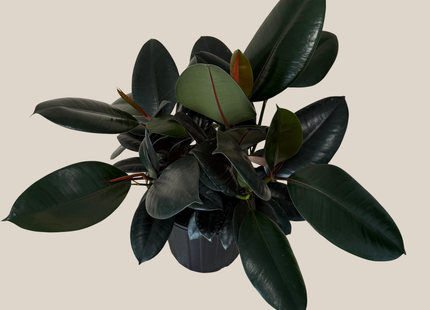 Burgundy Rubber Plant (Ficus Elastica 'Burgundy') - 8 Inch Indoor Houseplant