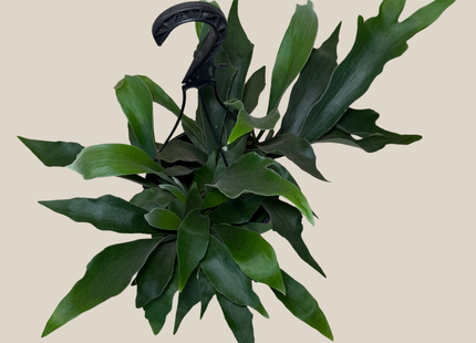Staghorn Netherlands Fern Hanging Basket (Platycerium Bifurcatum 'Netherlands') - 8 Inch Indoor Houseplant