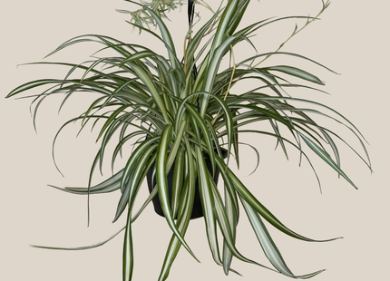 Spider Variegated Hanging Basket (Chlorophytum Comosum 'Vittatum') - 8 Inch Indoor Houseplant