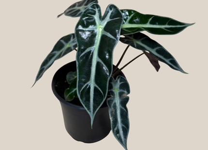 Alocasia Bambino (Alocasia Amazonica 'Bambino') - 4 Inch Indoor Houseplant