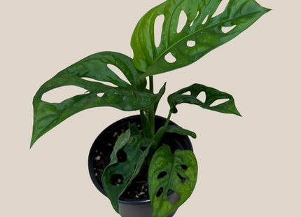 Swiss Cheese Plant (Monstera Adansonii 'Wide Form') - 4 Inch Indoor Houseplant