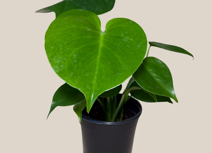 Monstera Deliciosa - 4 Inch Indoor Houseplant