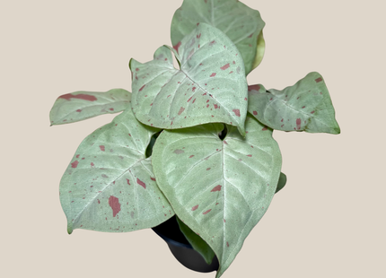 Syngonium Milk Confetti (Syngonium Podophyllum 'Milk Confetti') - 4 Inch Indoor Houseplant