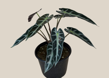Alocasia Bambino (Alocasia Amazonica 'Bambino') - 6 Inch Indoor Houseplant