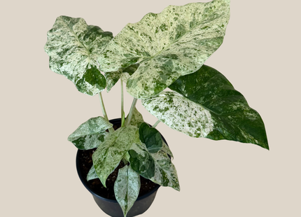 Alocasia Blizzard (Alocasia Odora 'Batik Blizzard') - 6 Inch Indoor Houseplant