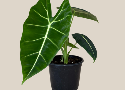 Alocasia Frydek (Alocasia Micholitziana 'Frydek') - 6 Inch Indoor Houseplant