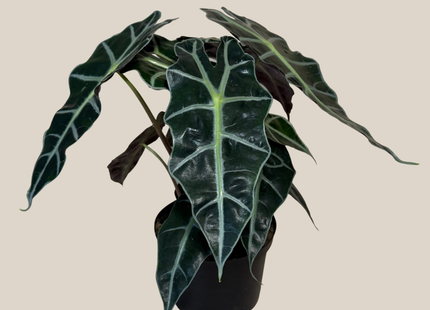 Alocasia Polly (Alocasia x Amazonica 'Polly') - 6 Inch Indoor Houseplant