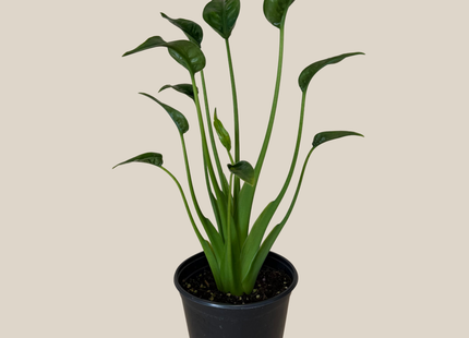 Alocasia Tiny Dancer (Alocasia Brisbanensis x Alocasia Odora 'Tiny Dancer') - 6 Inch Indoor Houseplant