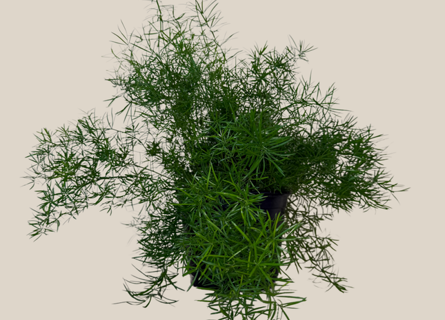 Sprenger's Asparagus Fern (Asparagus Sprengerii) - 6 Inch Indoor Houseplant
