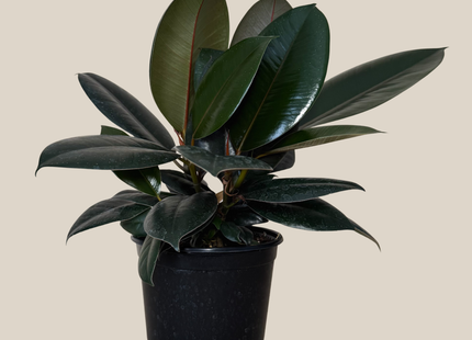 Burgundy Rubber Plant (Ficus Elastica 'Burgundy') - 6 Inch Indoor Houseplant
