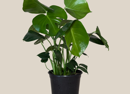 Monstera Deliciosa - 6 Inch Indoor Houseplant