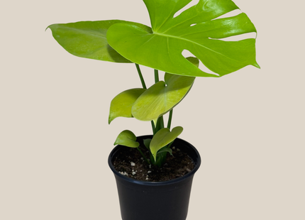 Monstera Super Golden (Monstera Deliciosa 'Aurea') - 6 Inch Indoor Houseplant