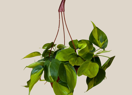 Philodendron Brasil Hanging Basket (Philodendron Hederaceum 'Brasil') - 6 Inch Indoor Houseplant