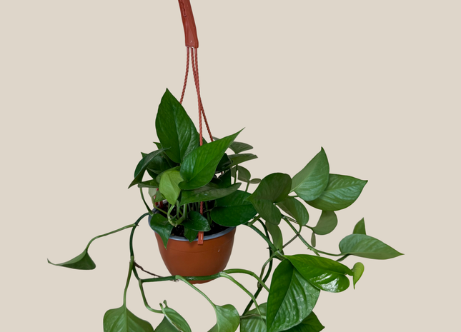 Pothos Jade Hanging Basket (Epipremnum Aureum 'Jade') - 6 Inch Indoor Houseplant