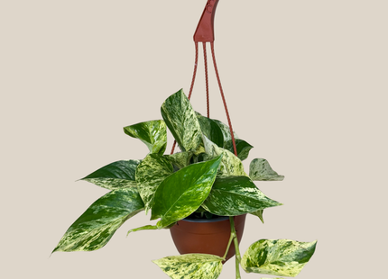 Pothos Marble Queen Hanging Basket (Epipremnum Aureum 'Marble Queen') - 6 Inch Indoor Houseplant