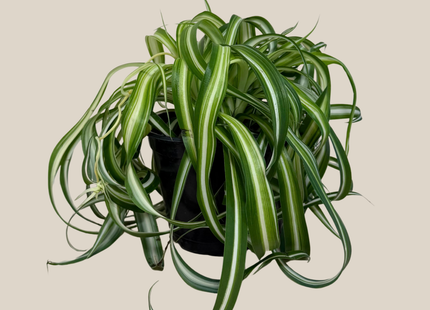 Spider Curly (Chlorophytum Comosum 'Bonnie') - 6 Inch Indoor Houseplant