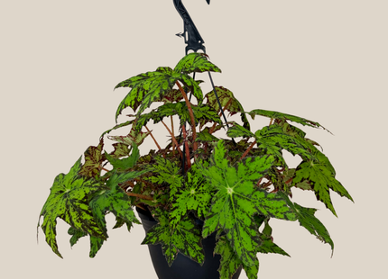 Begonia Geometry Hanging Basket (Begonia Rex-Cultorum 'Geometry') - 8 Inch Indoor Houseplant