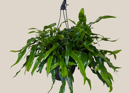 Kangaroo Paw Footed Fern Hanging Basket (Microsorum Diversifolium) - 8 Inch Indoor Houseplant