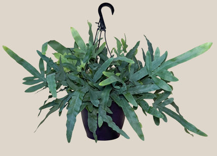 Blue Star Footed Fern Hanging Basket (Phlebodium Aureum) - 8 Inch Indoor Houseplant