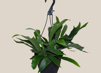 Staghorn Netherlands Fern Hanging Basket (Platycerium Bifurcatum 'Netherlands') - 8 Inch Indoor Houseplant